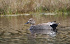 Gadwall